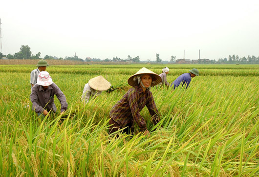 Rice harvesting in Hanoi